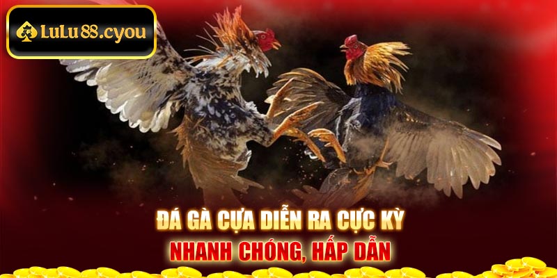 Đá gà cựa diễn ra cực kỳ nhanh chóng, hấp dẫn Đá gà cựa diễn ra cực kỳ nhanh chóng, hấp dẫn