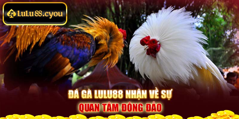 Đá gà Lulu88 nhận về sự quan tâm đông đảo Đá gà Lulu88 nhận về sự quan tâm đông đảo