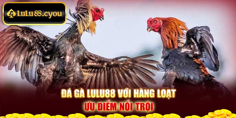 Đá gà Lulu88 với hàng loạt ưu điểm nổi trội Đá gà Lulu88 với hàng loạt ưu điểm nổi trội