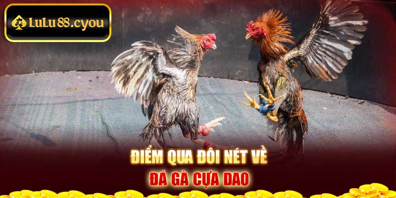 Điểm qua đôi nét về đá gà cựa dao Điểm qua đôi nét về đá gà cựa dao