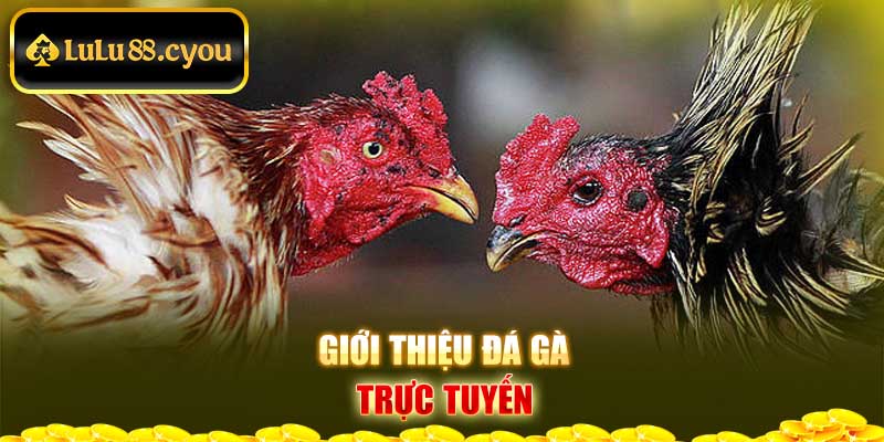 Giới thiệu đá gà trực tuyến Giới thiệu đá gà trực tuyến