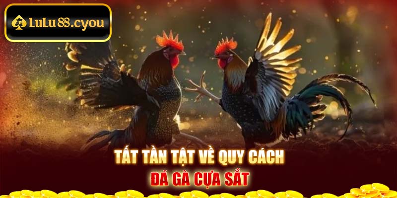 Tất tần tật về quy cách đá gà cựa sắt Tất tần tật về quy cách đá gà cựa sắt