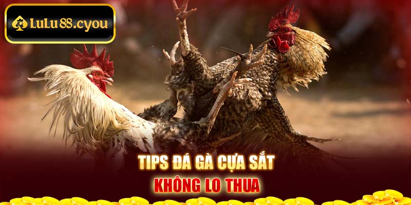 Tips đá gà cựa sắt không lo thua Tips đá gà cựa sắt không lo thua