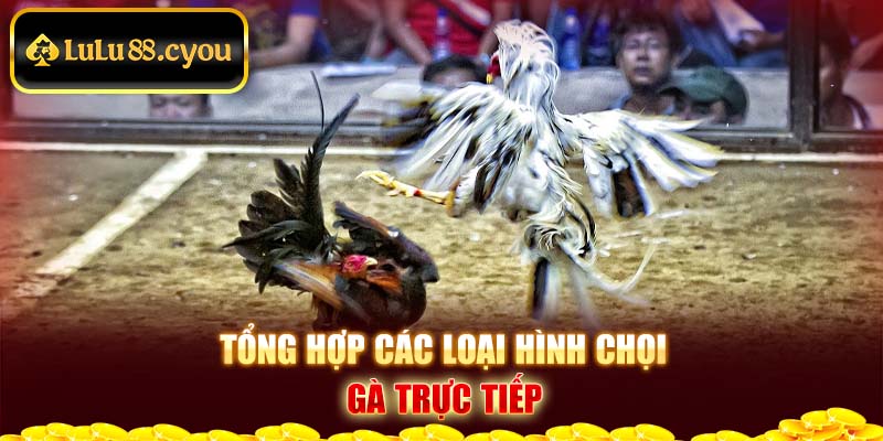 Tổng hợp các trường đá gà trực tiếp Tổng hợp các trường đá gà trực tiếp