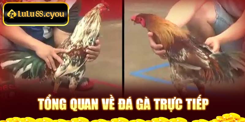 Tổng quan về đá gà trực tiếp Tổng quan về đá gà trực tiếp